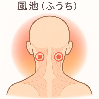 風池(ふうち)の位置|首の後ろのくぼみ