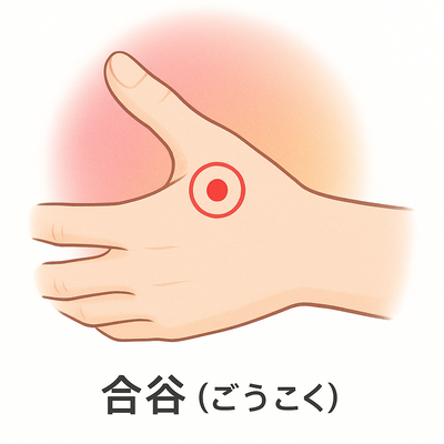 合谷(ごうこく)の位置|手の甲にある万能ツボ